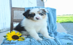 Australian Shepherd dogs for sale: Australian Shepherd 9 puppies - Image 10