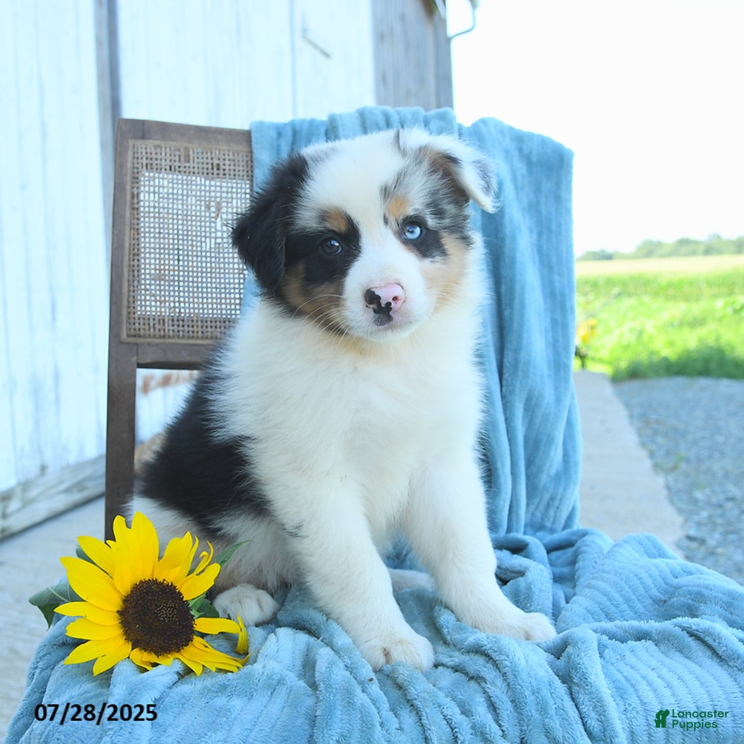 Australian Shepherd dogs for sale: Australian Shepherd 9 puppies - Image 10