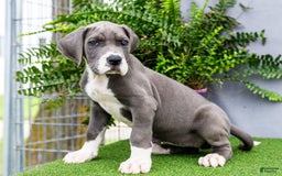 Great Dane dogs for sale: Karen - Image 14