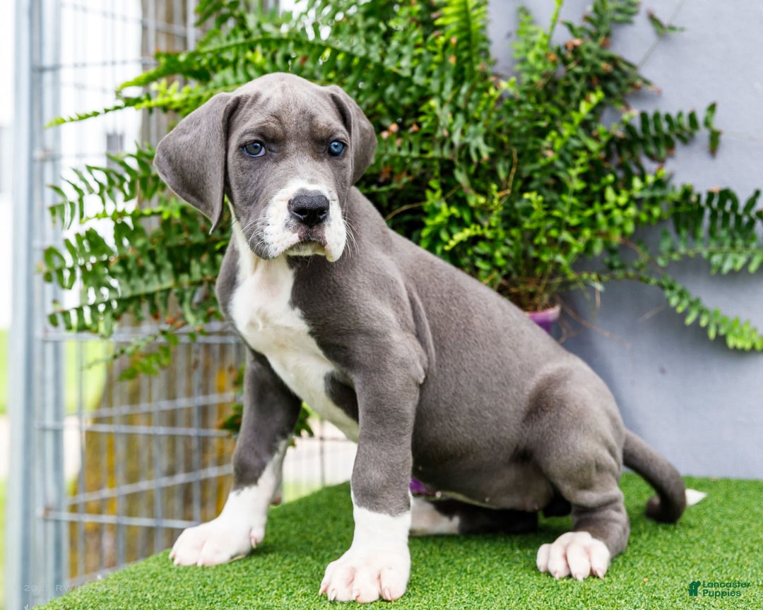 Great Dane dogs for sale: Karen - Image 14