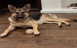 German Shepherd dogs for sale: Simba - Image 5