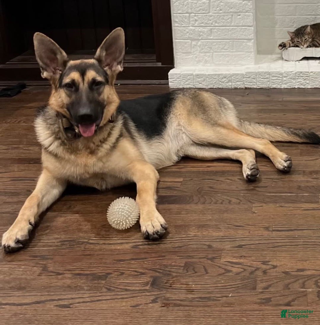 German Shepherd dogs for sale: Simba - Image 5
