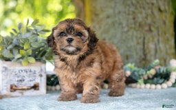 Shihpoo dogs for sale: Mikki - Image 3