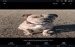 American Bully dogs for sale: Sagittarius - Image 7