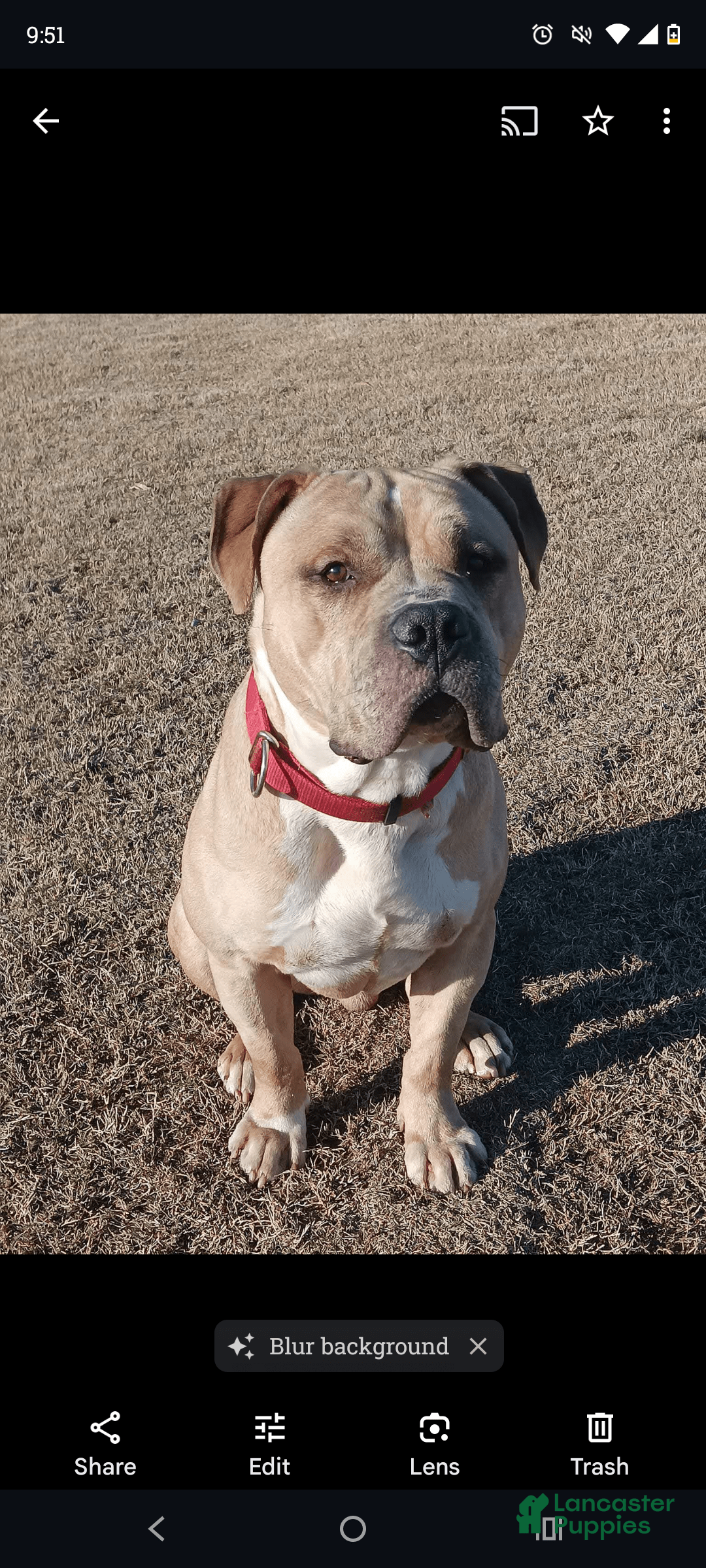 American Bully dogs for sale: Sagittarius - Image 7
