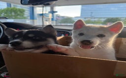 Siberian Husky dogs for sale: Boy Puppy - Image 3