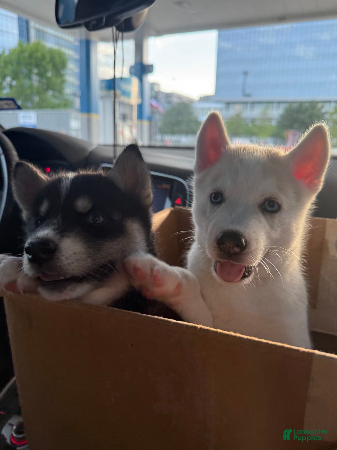 Siberian Husky dogs for sale: Boy Puppy - Image 3