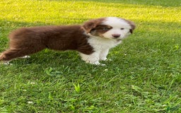 Australian Shepherd dogs for sale: Sami H2 - Image 8