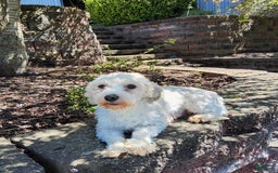 Havanese dogs for sale: Daisy - Image 14