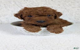 Mini Goldendoodle dogs for sale: Keebler Blue Collar Toy Size - Image 2