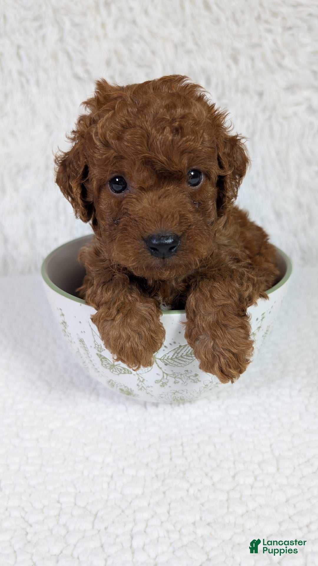 Mini Goldendoodle dogs for sale: Keebler Blue Collar Toy Size - Image 2