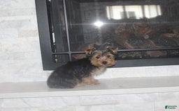 Yorkshire Terrier dogs for sale: Polly - Image 2