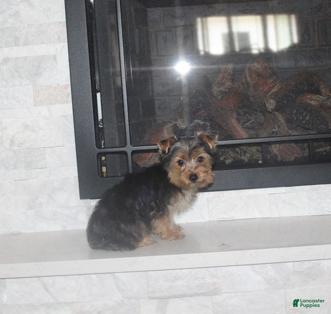 Yorkshire Terrier dogs for sale: Polly - Image 2