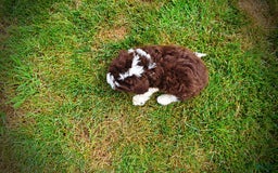 Havapoo dogs for sale: Dash - Image 11