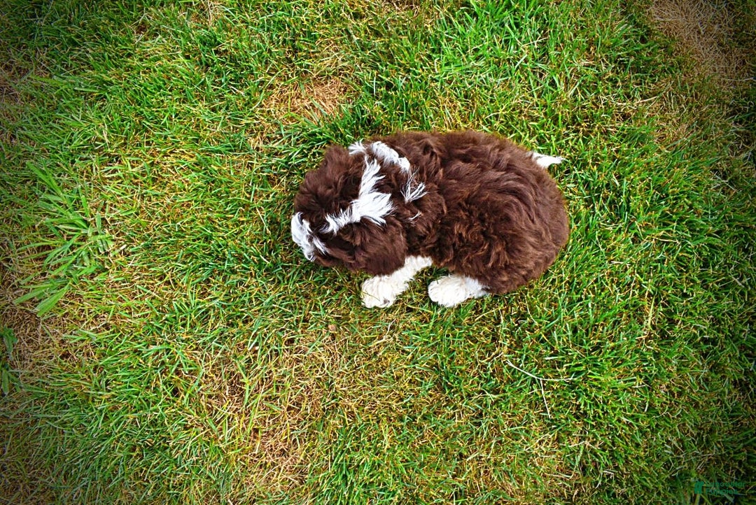 Havapoo dogs for sale: Dash - Image 11