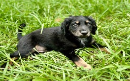 Dachshund dogs for sale: Molasses - Image 2