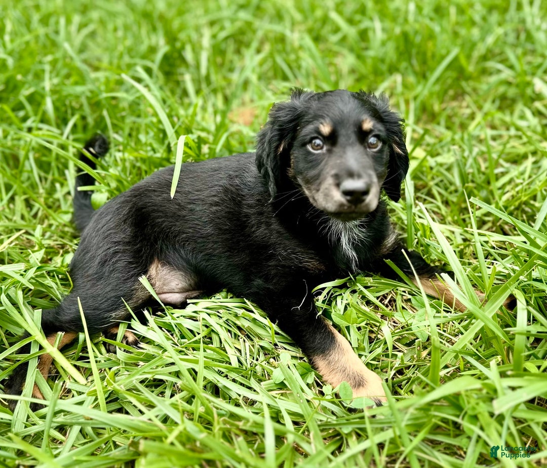 Dachshund dogs for sale: Molasses - Image 2
