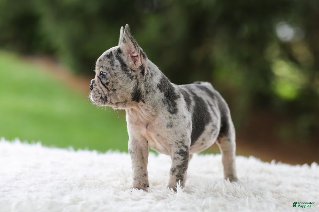 French Bulldog dogs for sale: Victor - Image 4