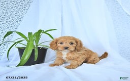 Cavapoo dogs for sale: Romeo - Image 6
