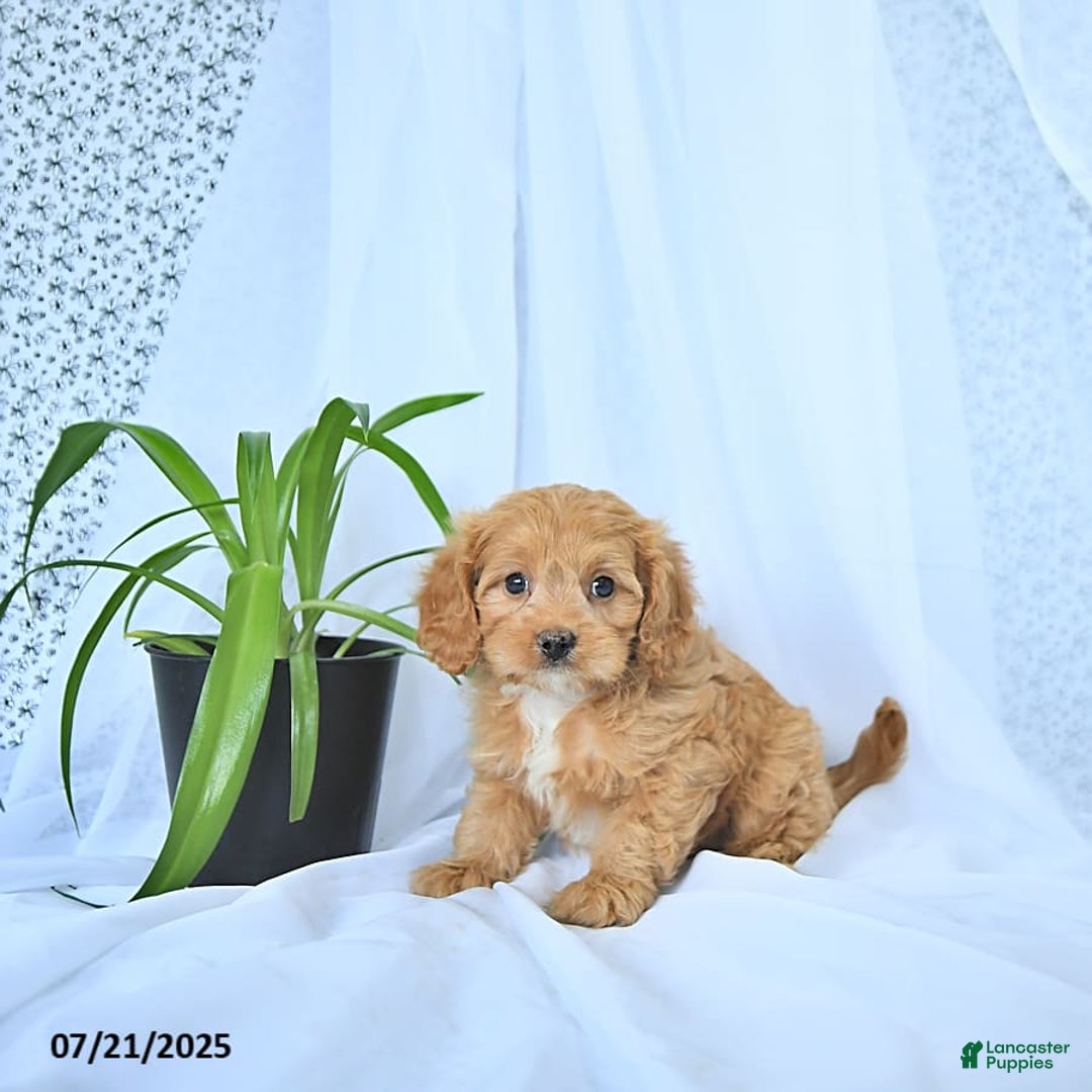 Cavapoo dogs for sale: Romeo - Image 6