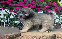 Shihpoo dogs for sale: Muffin - Image 1