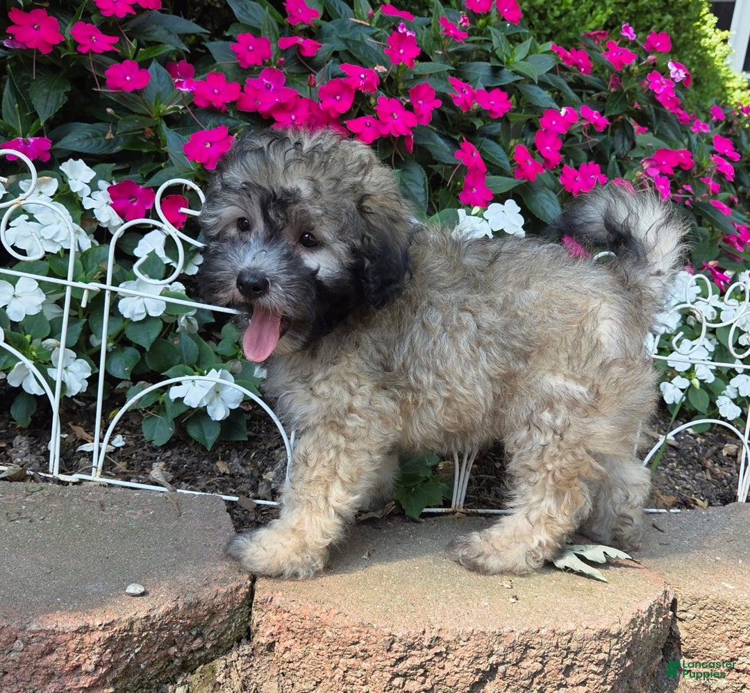 Shihpoo dogs for sale: Muffin - Image 1