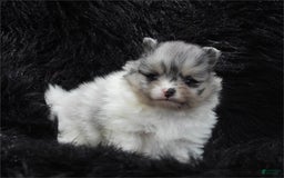 Pomeranian dogs for sale: Prisha - Image 2
