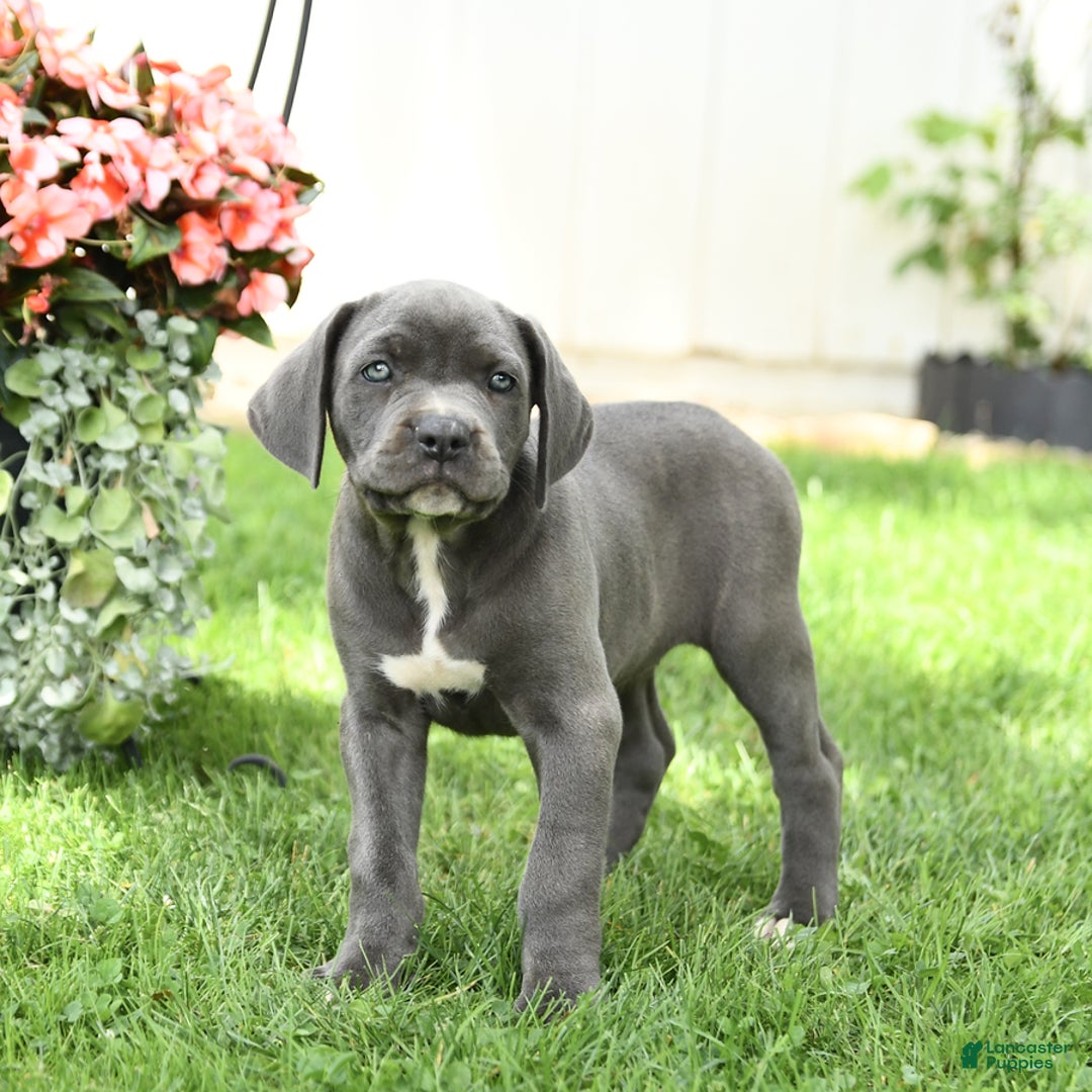 Cane Corso dogs for sale: Brynn - Image 4