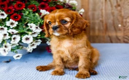 Cavalier King Charles Spaniel dogs for sale: Logan - Image 8