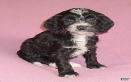 Cockapoo dogs for sale: Roxie - Image 4