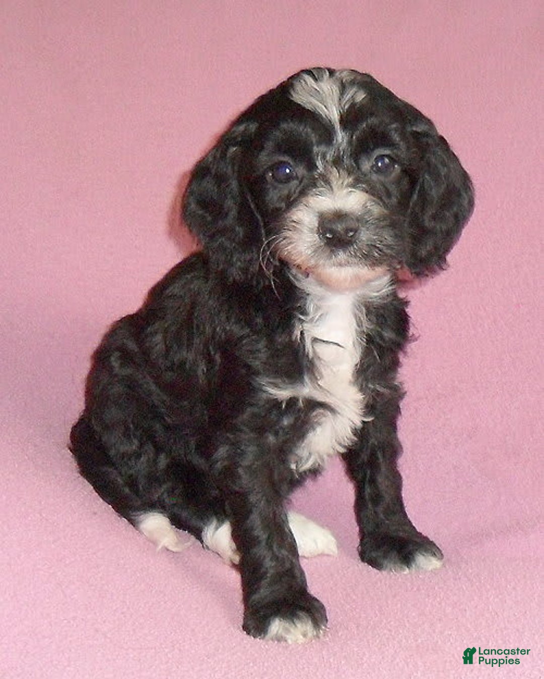 Cockapoo dogs for sale: Roxie - Image 4
