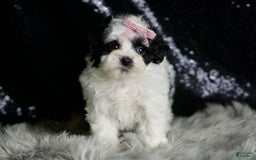 Maltipoo dogs for sale: Bonnie - Image 6