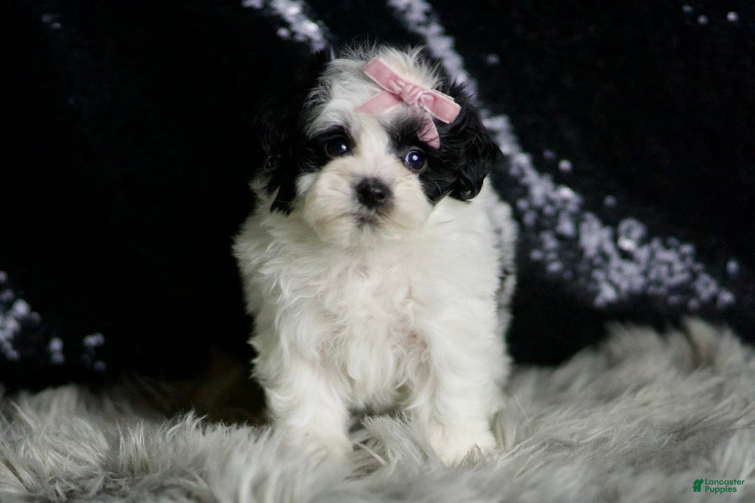 Maltipoo dogs for sale: Bonnie - Image 6