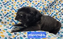 Cane Corso dogs for sale: Hermes - Image 3