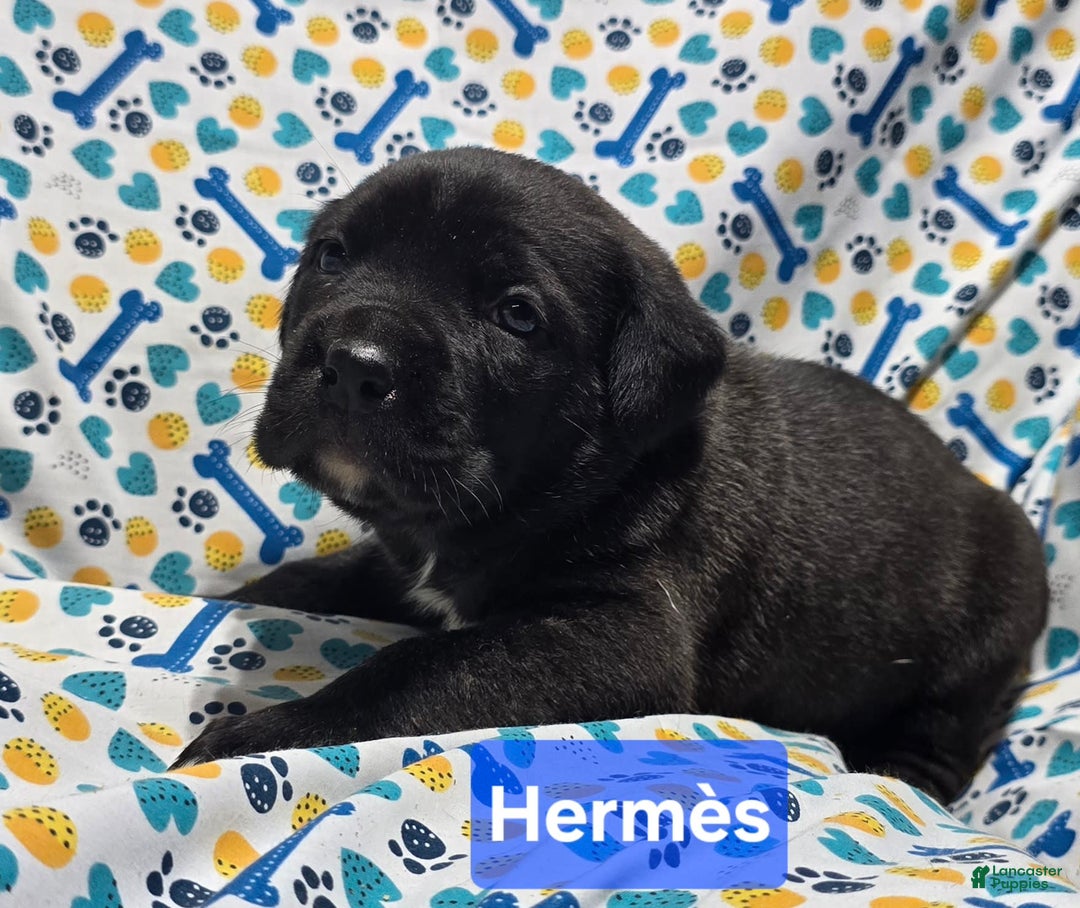 Cane Corso dogs for sale: Hermes - Image 3