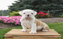 English Bulldog dogs for sale: Caesar - Image 3