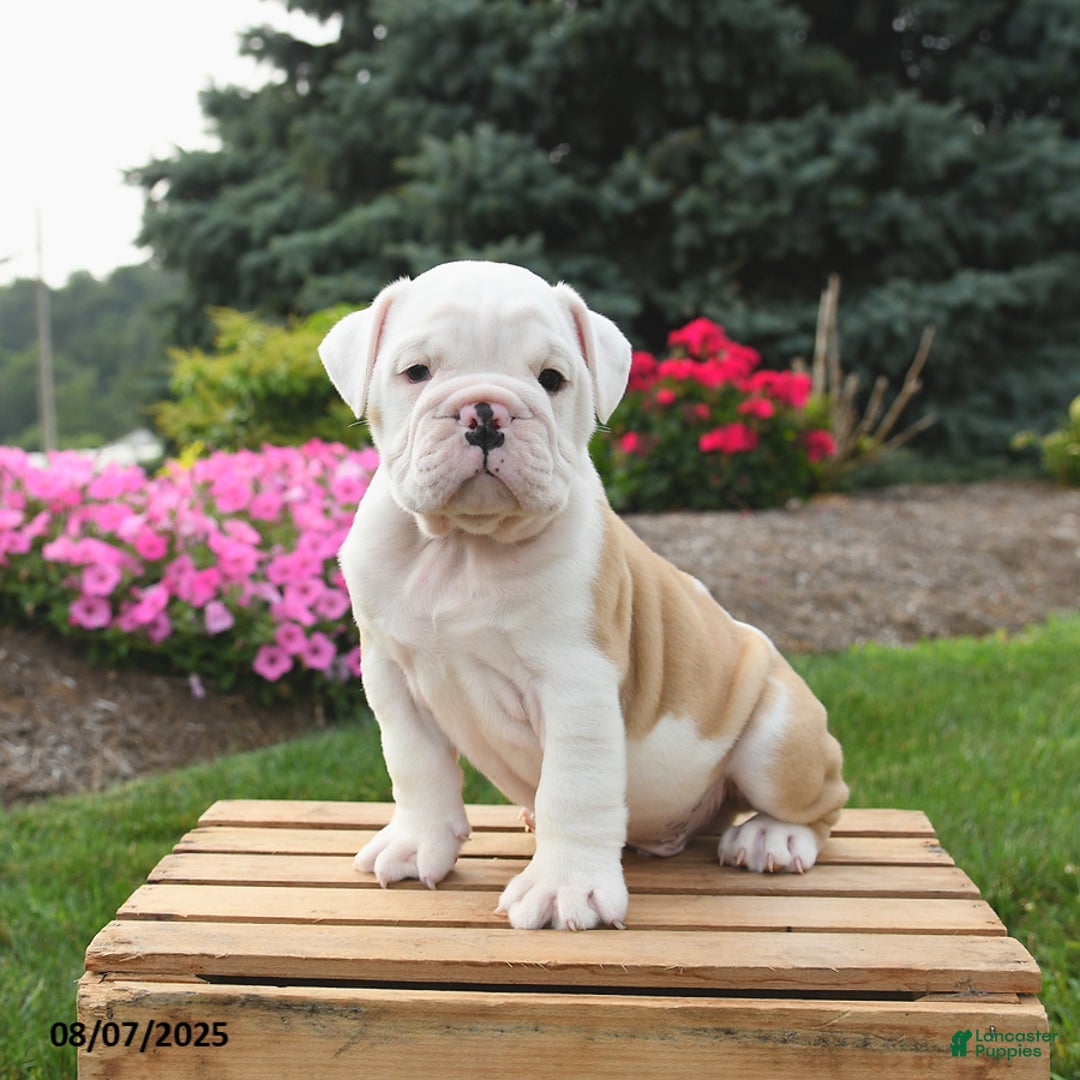 English Bulldog dogs for sale: Caesar - Image 3