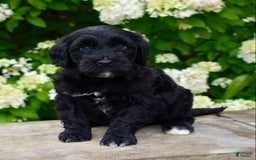 Portuguese Water Dog dogs for sale: Milo - Image 1
