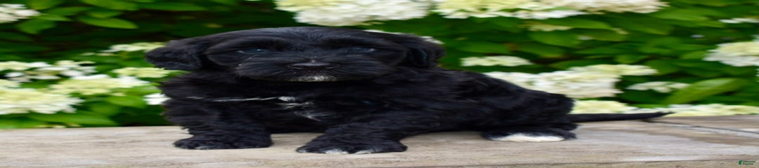 Milo