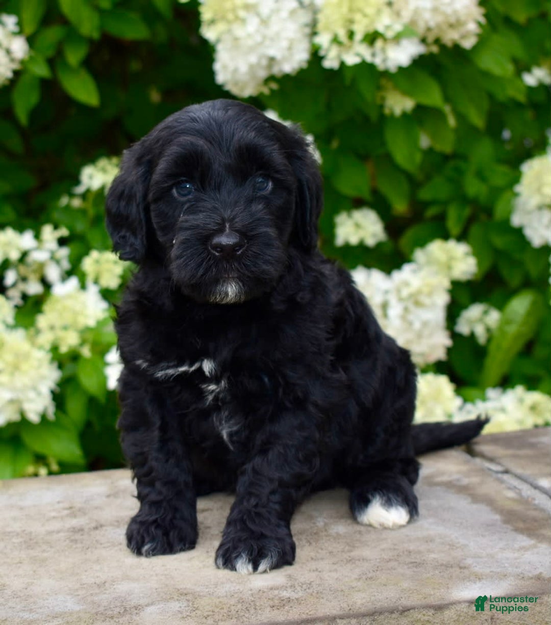 Portuguese Water Dog dogs for sale: Milo - Image 1