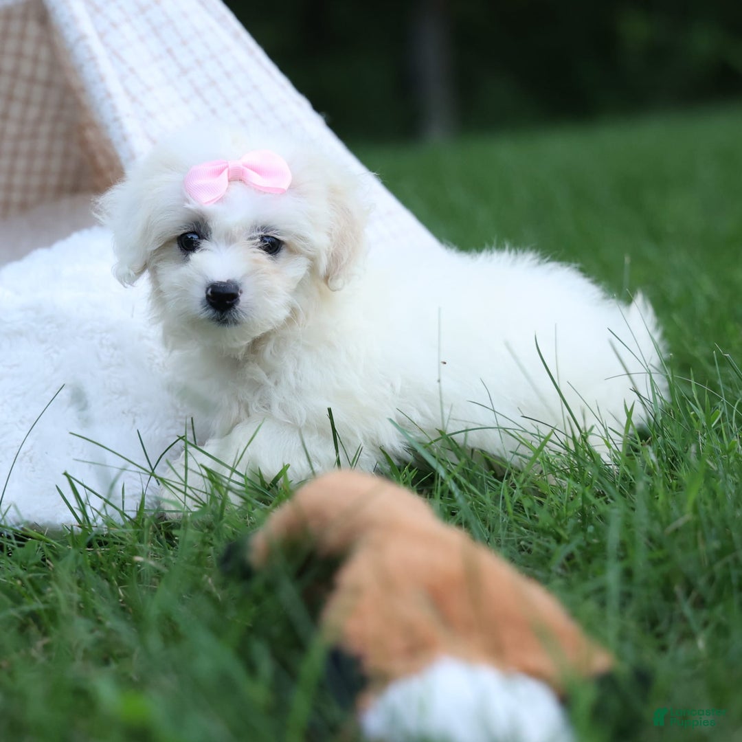 Shihpoo dogs for sale: Callie - Image 19