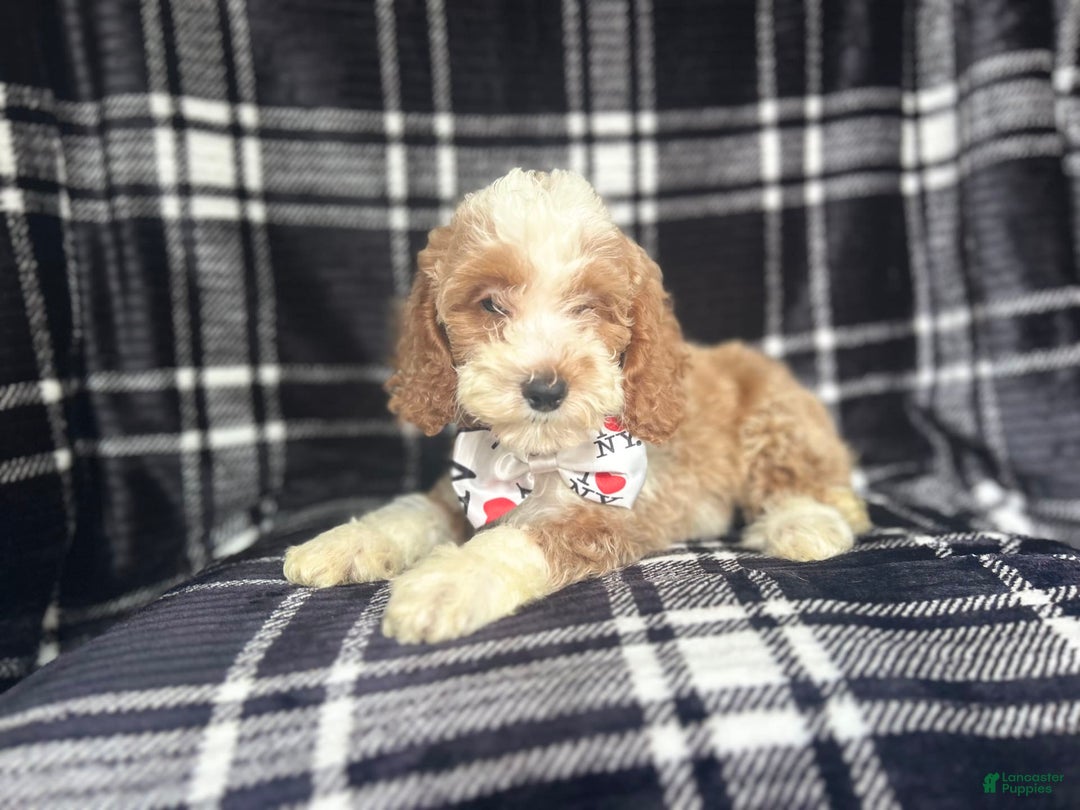 Cockapoo dogs for sale: Mac - Image 7