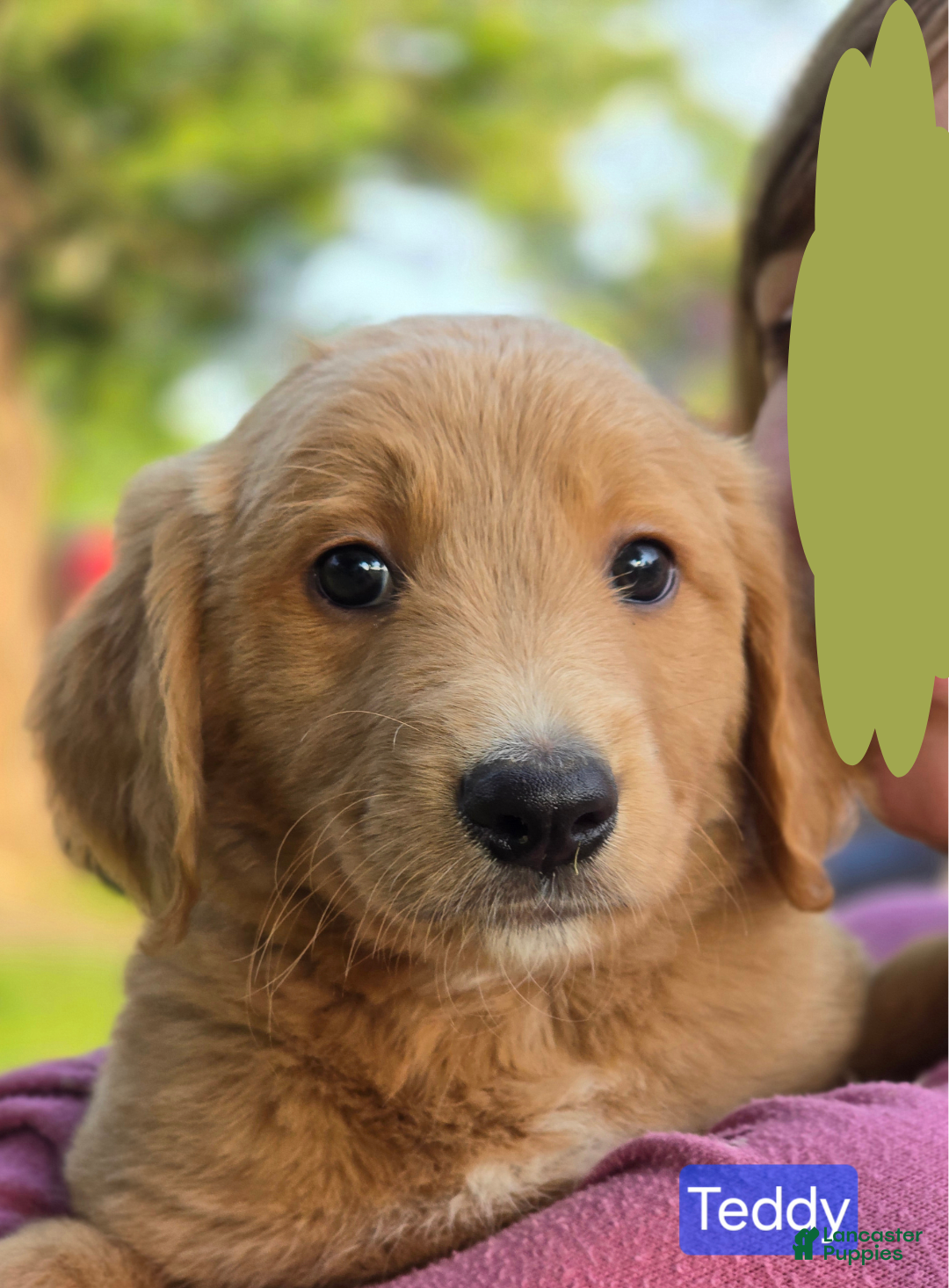 English Shepherd dogs for sale: Teddy - Image 2