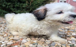 Teddy Bear dogs for sale: Custard - Image 5