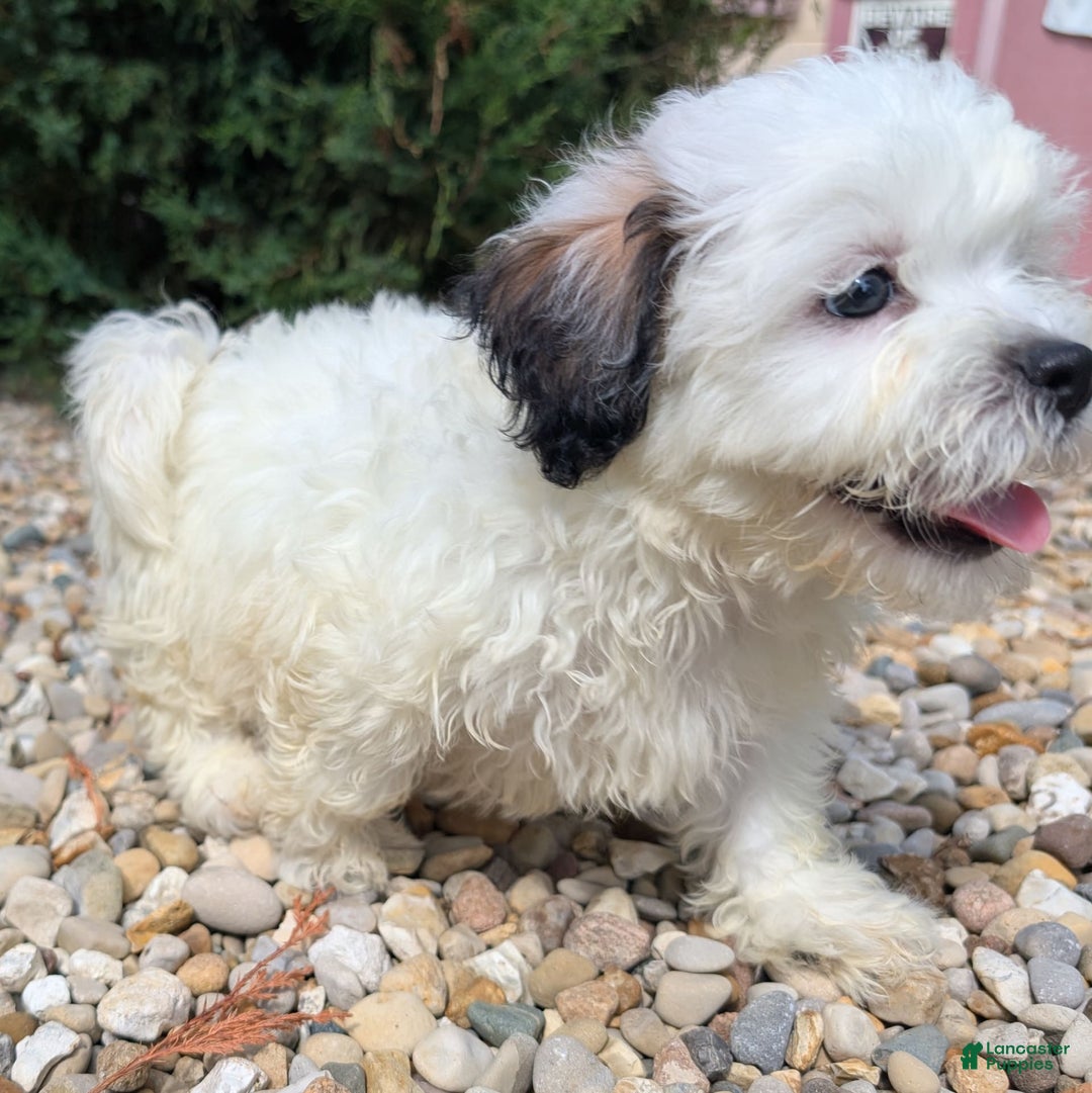 Teddy Bear dogs for sale: Custard - Image 5