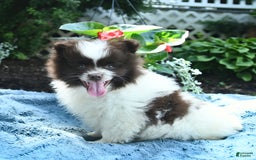 Pomeranian dogs for sale: Denmark - Image 4