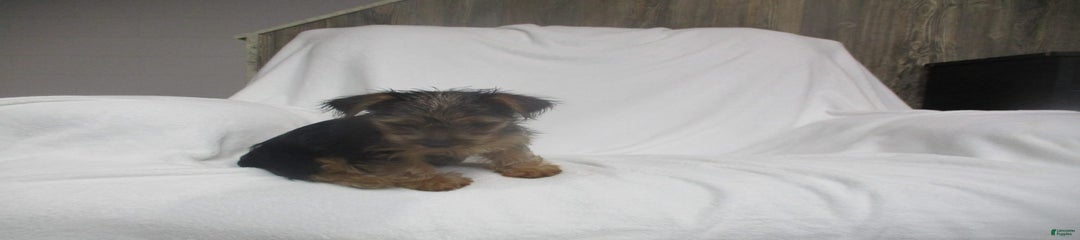 Lily