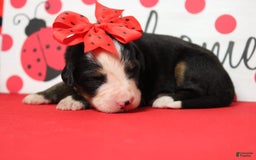 Bernese Mountain Dog dogs for sale: Pebbles - Image 60