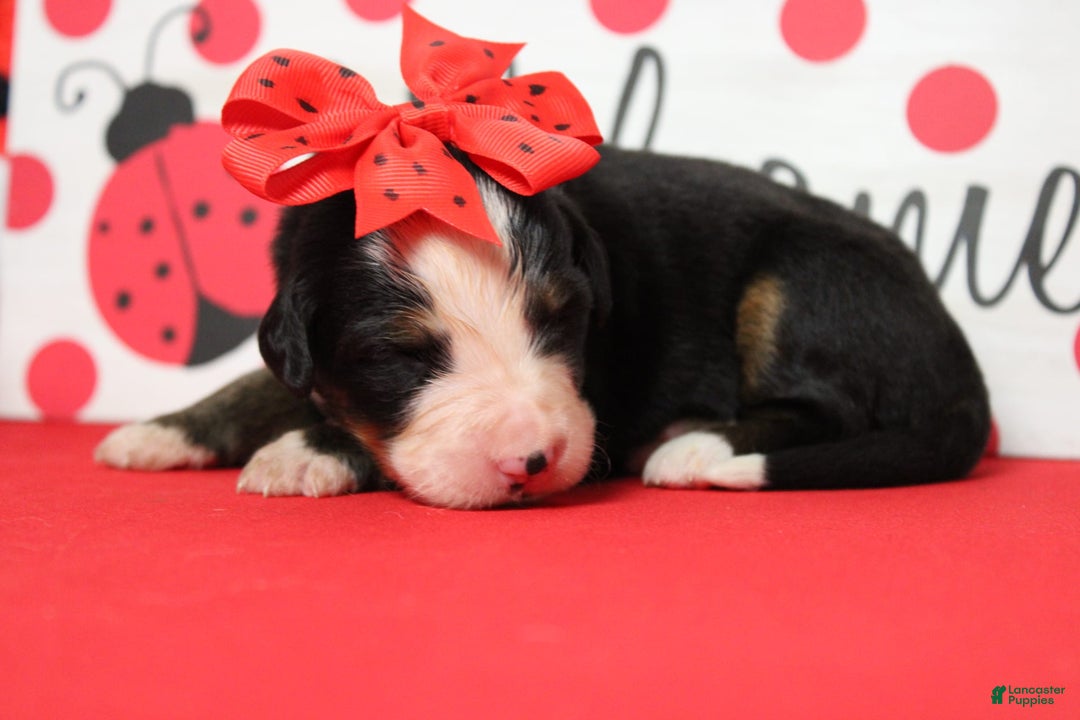 Bernese Mountain Dog dogs for sale: Pebbles - Image 60