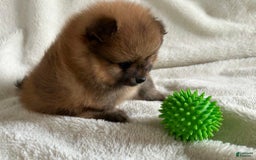 Pomeranian dogs for sale: Tyler - Image 1